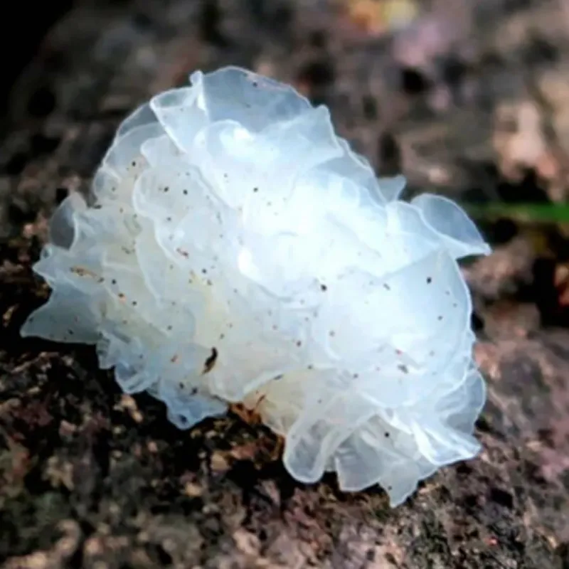 Тунцзянский серебристый древесный гриб.1