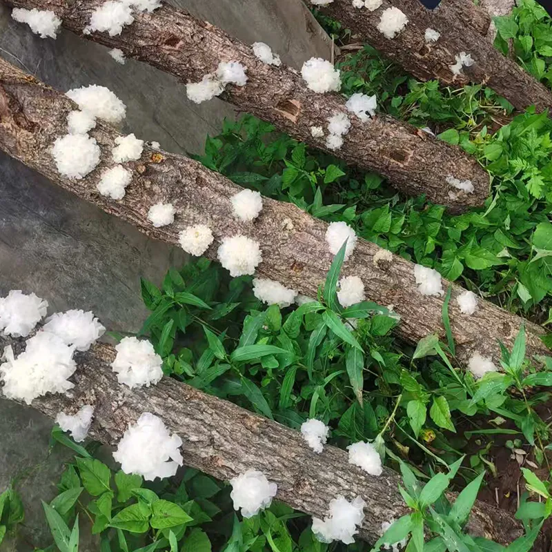 Тунцзянский серебристый древесный гриб.3